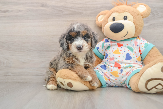 Mini Bernedoodle Pup Being Cute