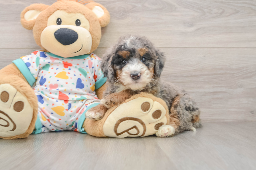 Best Mini Bernedoodle Baby
