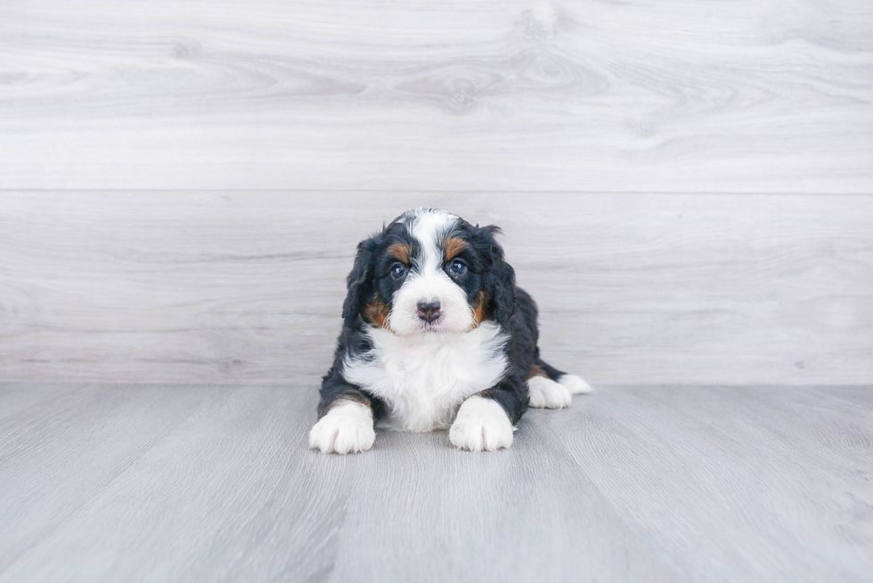 Mini Bernedoodle Puppy for Adoption