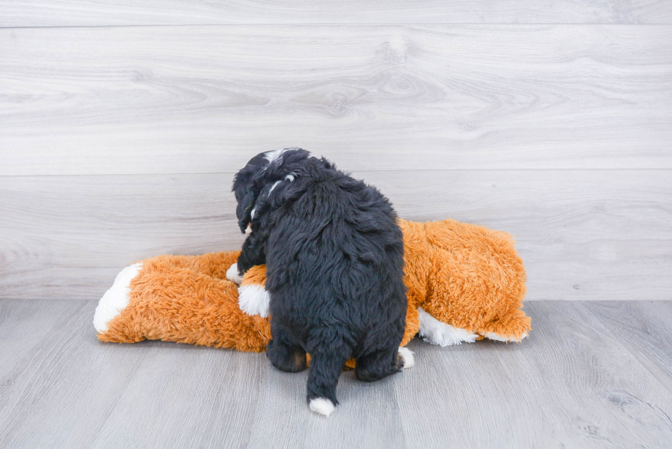 Adorable Bernadoodle Poodle Mix Puppy