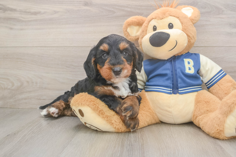 Best Mini Bernedoodle Baby