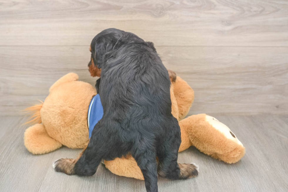 Best Mini Bernedoodle Baby
