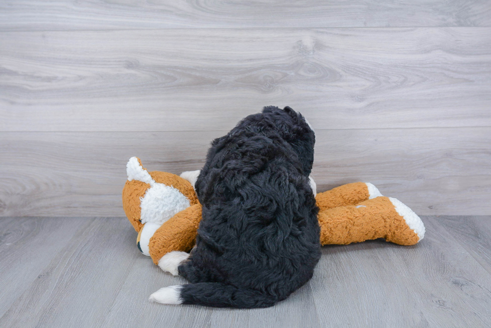 Playful Mini Berniedoodle Poodle Mix Puppy