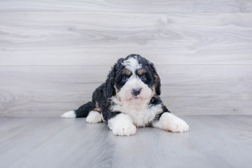 Best Mini Bernedoodle Baby