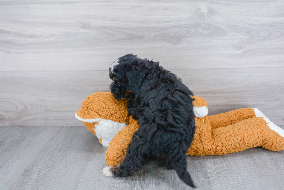 Sweet Mini Bernedoodle Baby