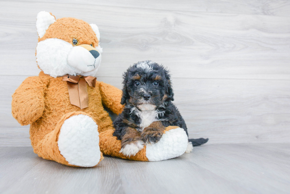 Mini Bernedoodle Pup Being Cute