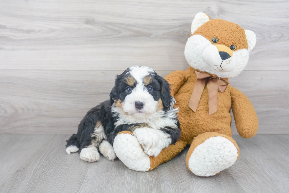 Little Mini Berniedoodle Poodle Mix Puppy