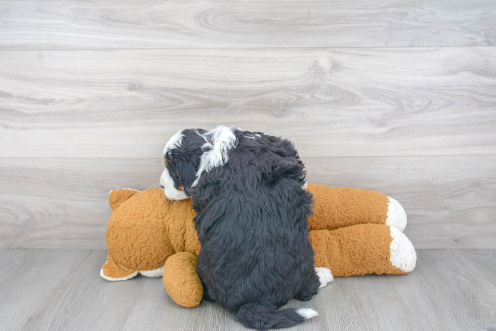 Mini Bernedoodle Puppy for Adoption