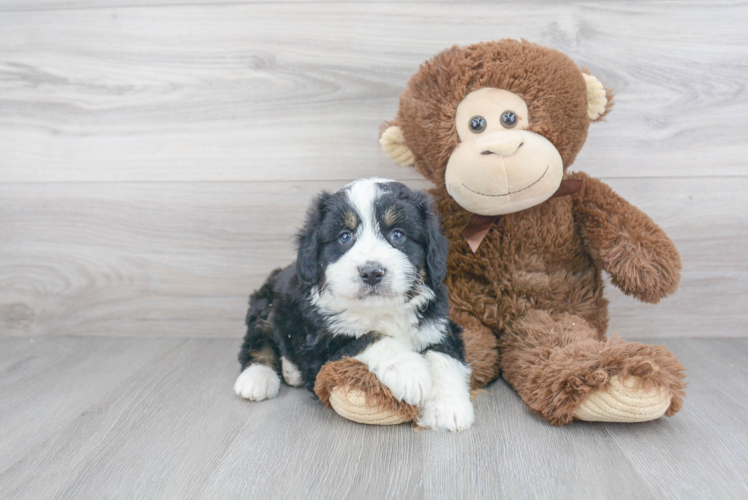 Small Mini Bernedoodle Baby