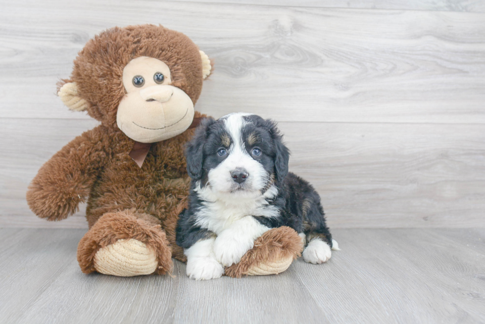 Happy Mini Bernedoodle Baby