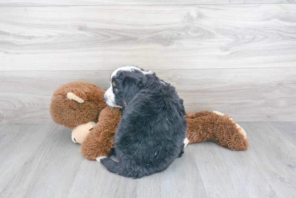 Best Mini Bernedoodle Baby