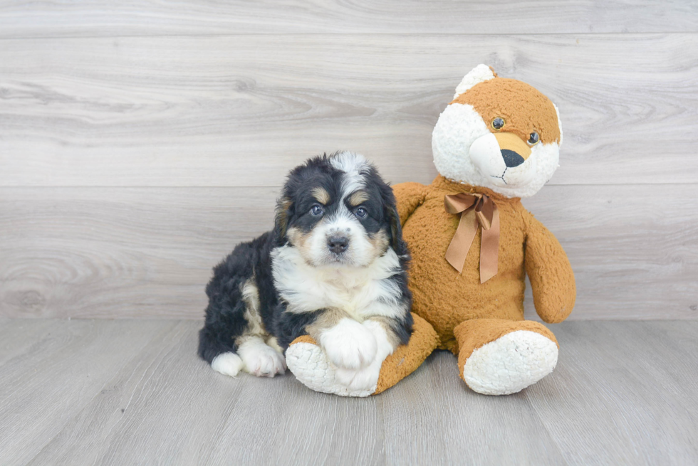 Mini Bernedoodle Pup Being Cute
