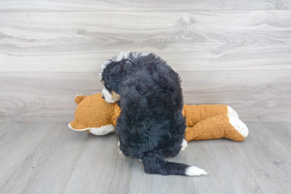 Mini Bernedoodle Puppy for Adoption