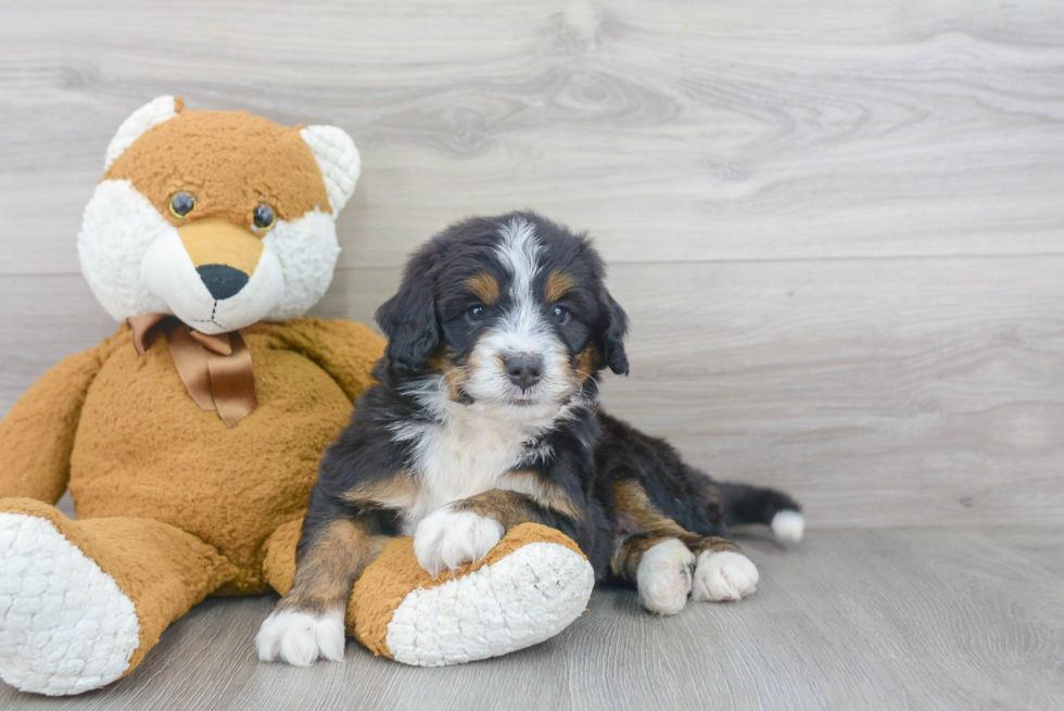 Mini Bernedoodle Pup Being Cute