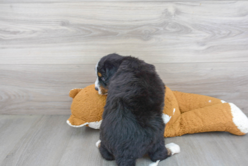 Popular Mini Bernedoodle Poodle Mix Pup