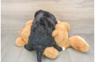 Cute Mini Bernedoodle Baby