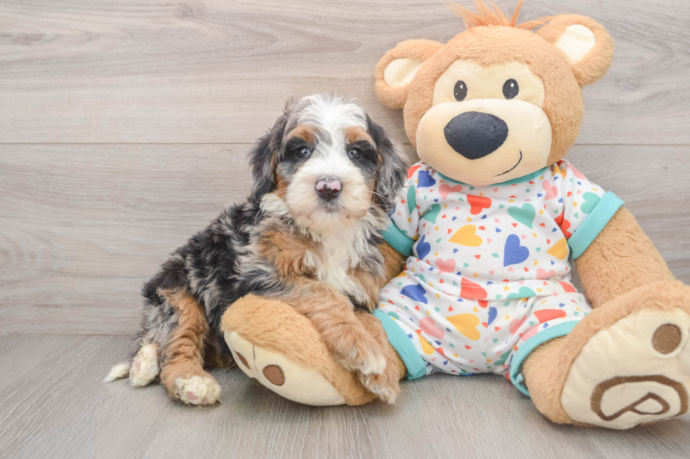 Mini Bernedoodle Puppy for Adoption