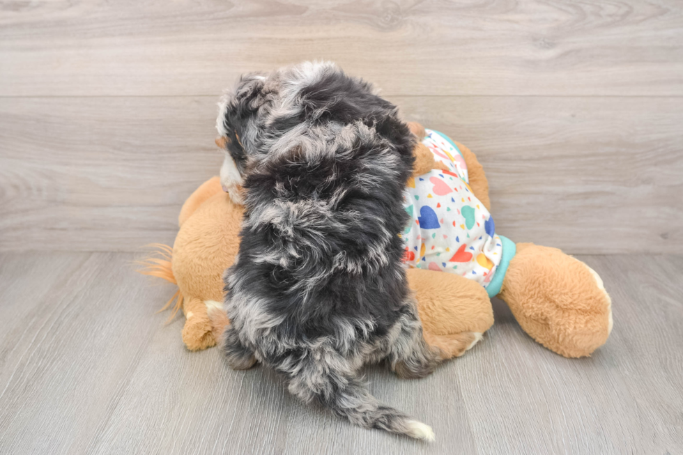 Happy Mini Bernedoodle Baby
