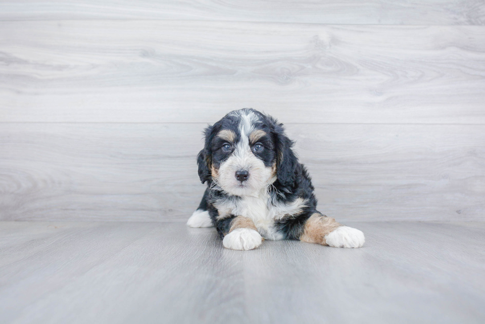 Mini Bernedoodle Pup Being Cute