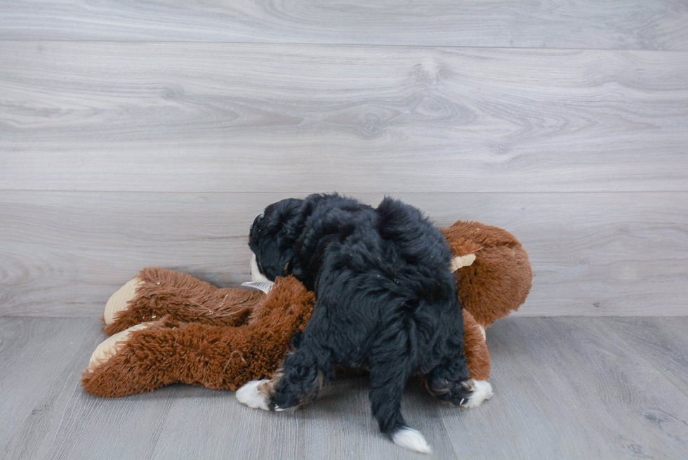 Energetic Bernadoodle Poodle Mix Puppy