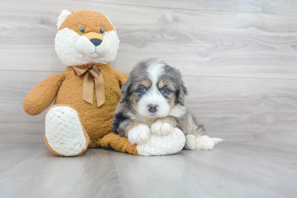 Mini Bernedoodle Pup Being Cute