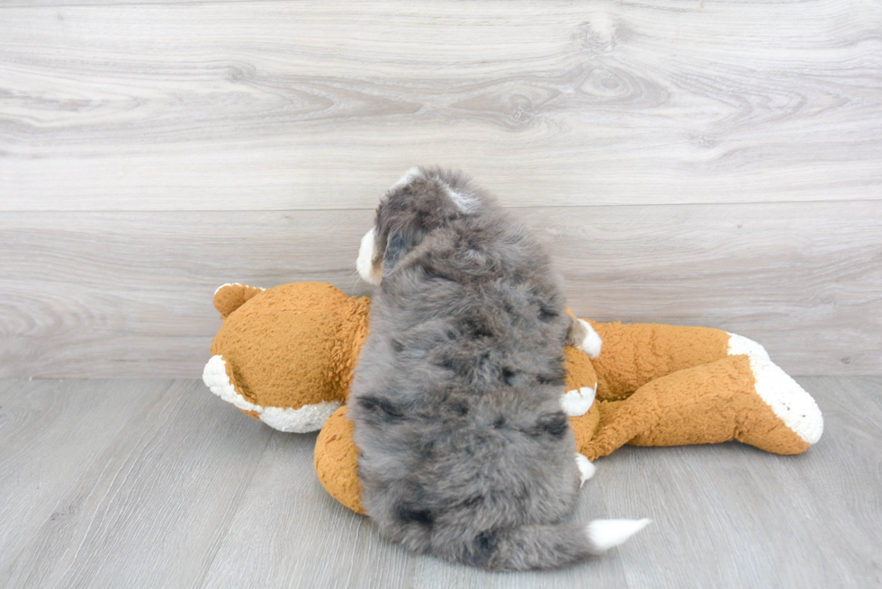 Playful Mini Berniedoodle Poodle Mix Puppy