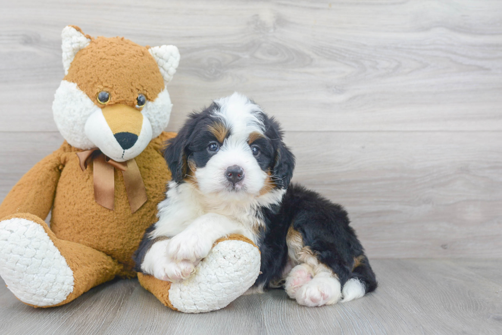Playful Bernadoodle Poodle Mix Puppy