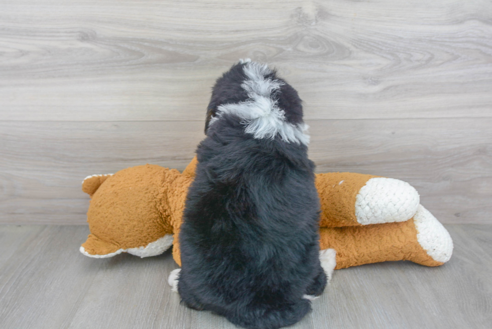 Happy Mini Bernedoodle Baby
