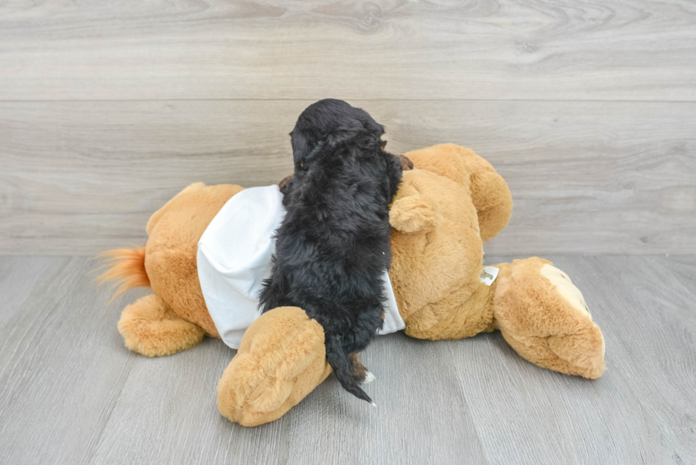 Popular Mini Bernedoodle Poodle Mix Pup