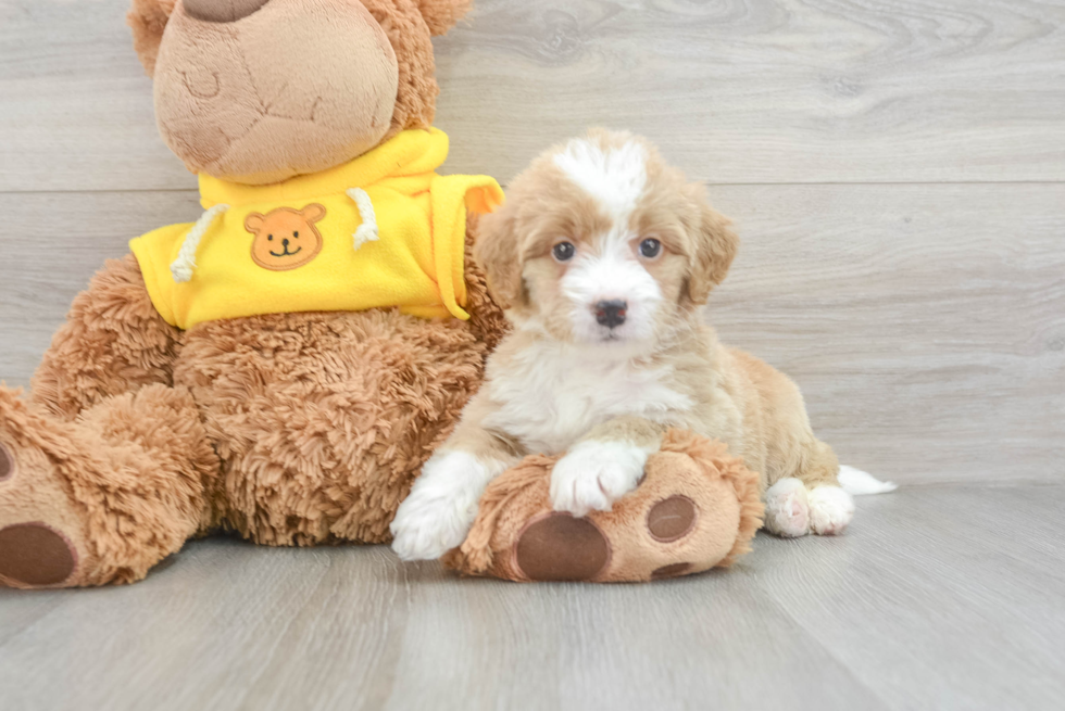 Energetic Bernadoodle Poodle Mix Puppy