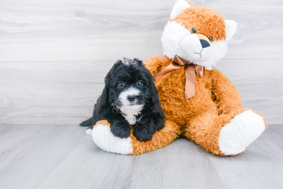 Adorable Bernadoodle Poodle Mix Puppy