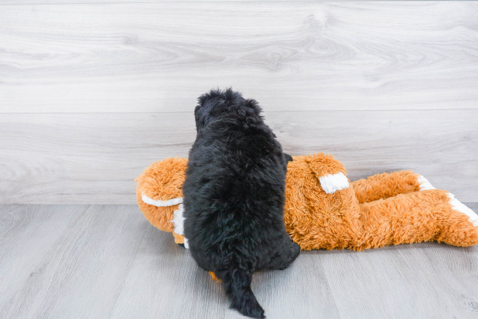Hypoallergenic Mini Berniedoodle Poodle Mix Puppy