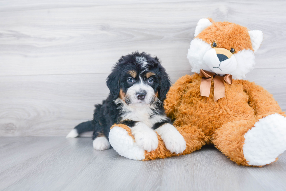 Best Mini Bernedoodle Baby