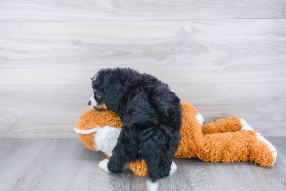 Petite Mini Bernedoodle Poodle Mix Pup