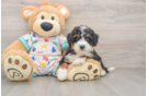 Mini Bernedoodle Pup Being Cute