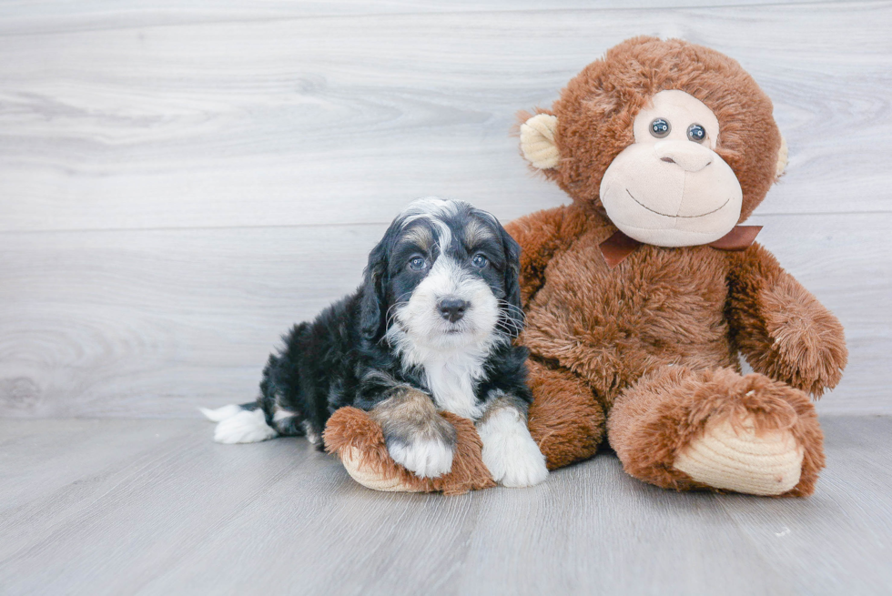 Best Mini Bernedoodle Baby