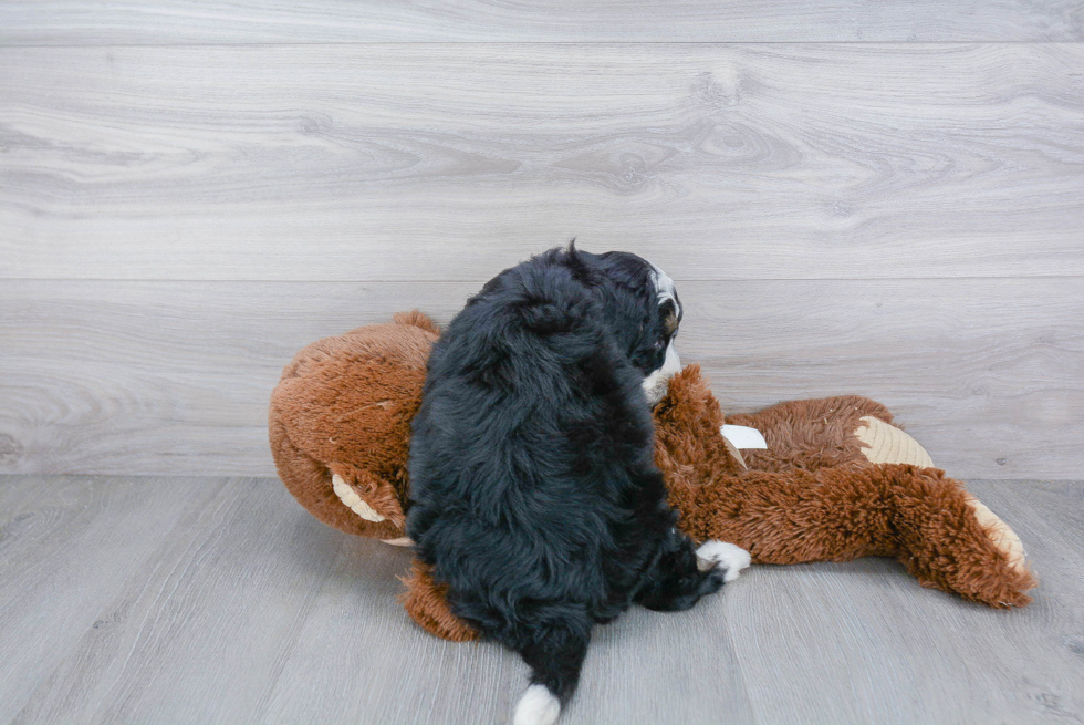 Smart Mini Bernedoodle Poodle Mix Pup