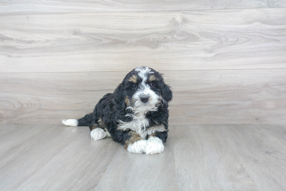 Mini Bernedoodle Puppy for Adoption