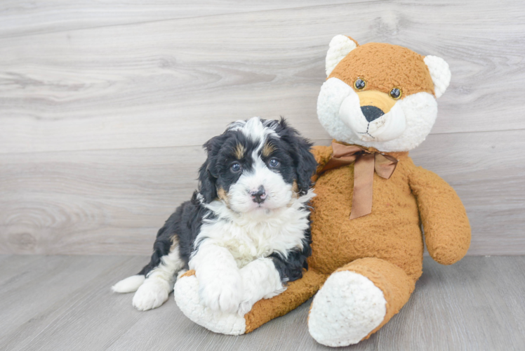 Mini Bernedoodle Pup Being Cute