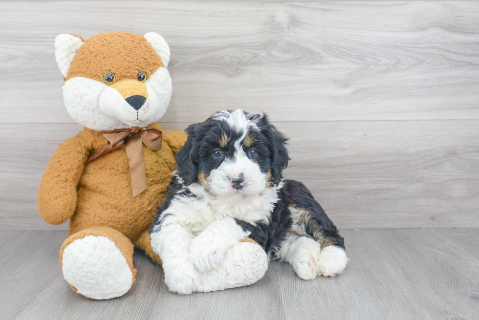 Best Mini Bernedoodle Baby