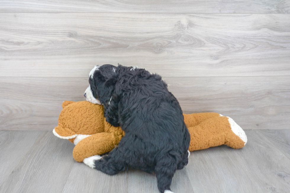 Energetic Mini Berniedoodle Poodle Mix Puppy