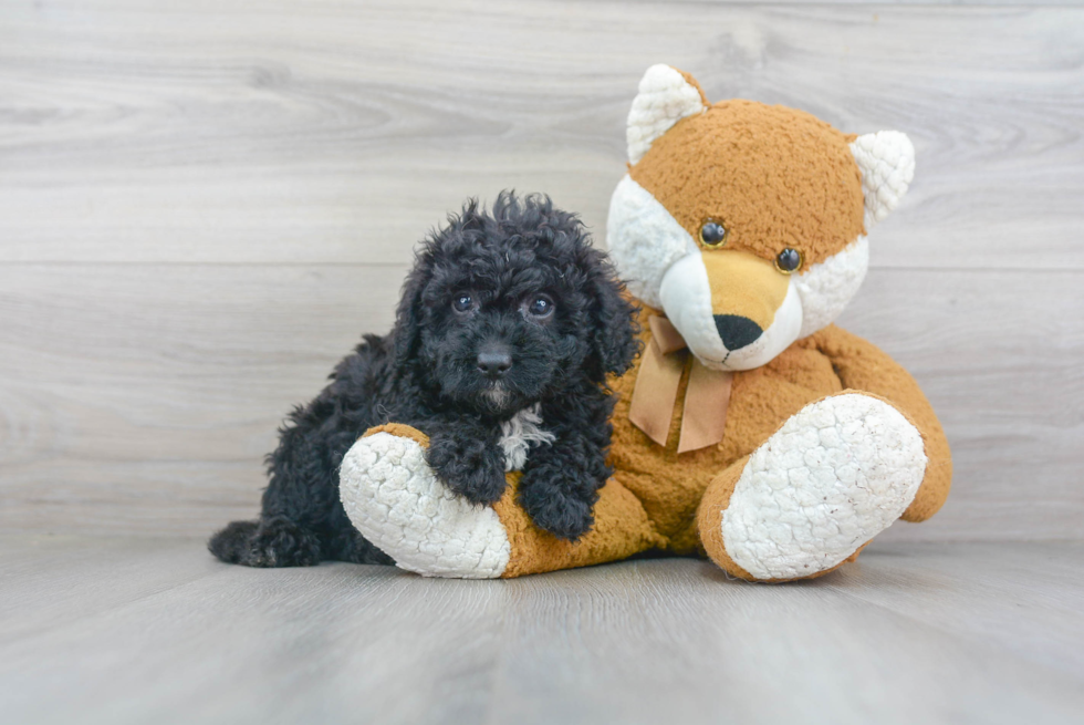 Popular Mini Bernedoodle Poodle Mix Pup