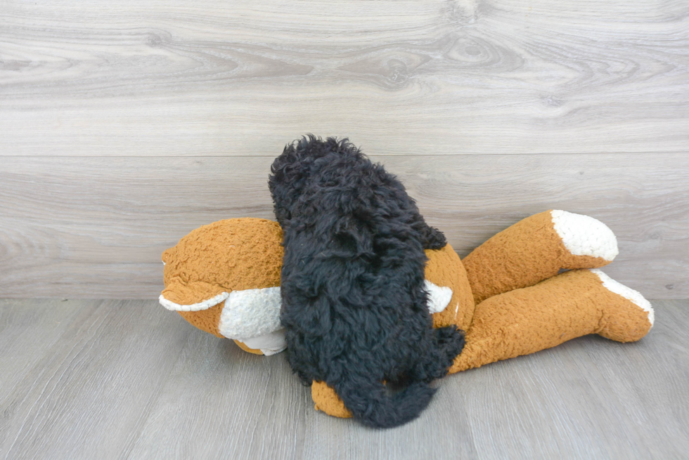 Small Mini Bernedoodle Baby