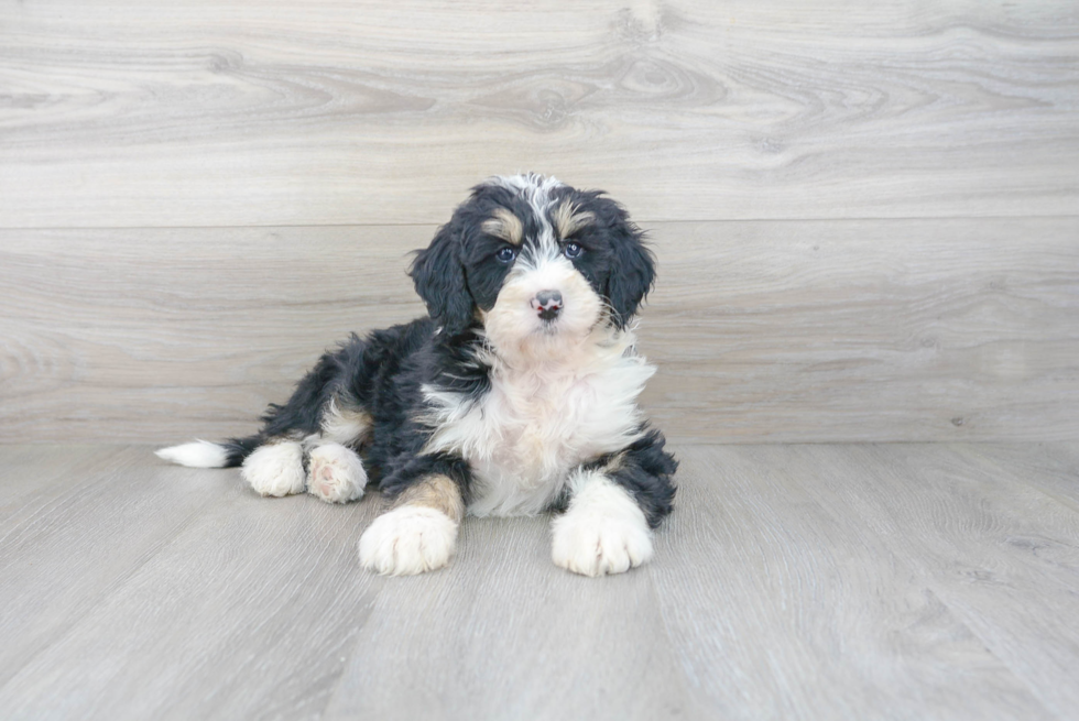 Playful Mini Berniedoodle Poodle Mix Puppy