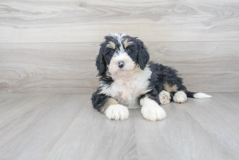 Fluffy Mini Bernedoodle Poodle Mix Pup