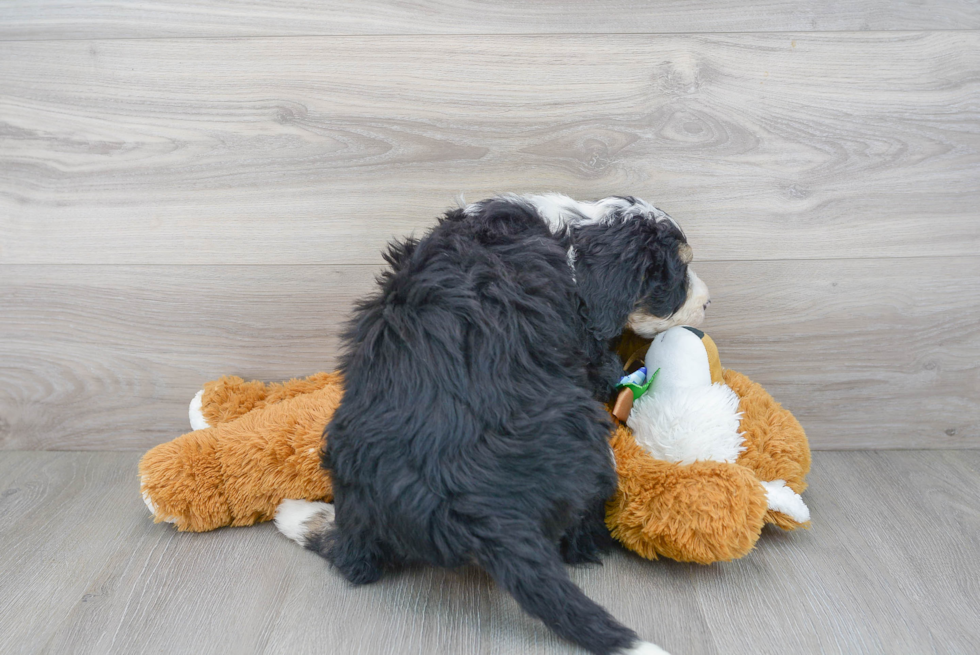 Little Bernadoodle Poodle Mix Puppy