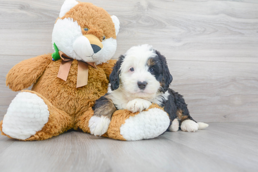 Fluffy Mini Bernedoodle Poodle Mix Pup