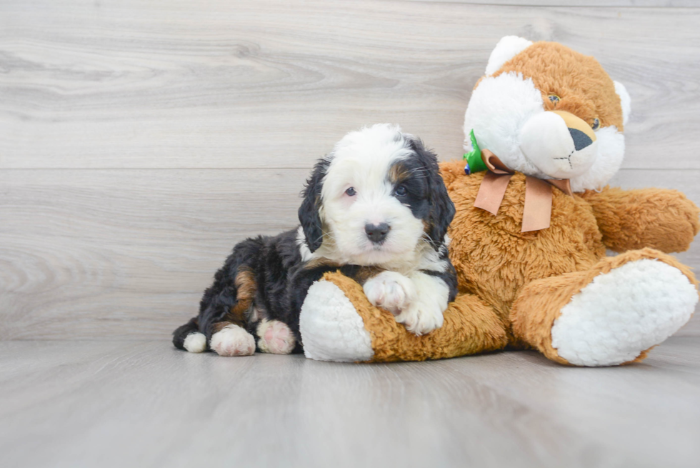 Sweet Mini Bernedoodle Baby