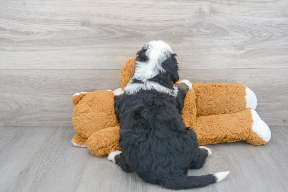 Best Mini Bernedoodle Baby