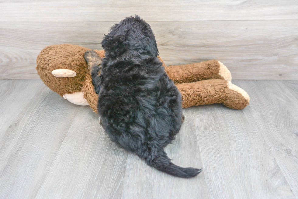 Friendly Mini Bernedoodle Baby